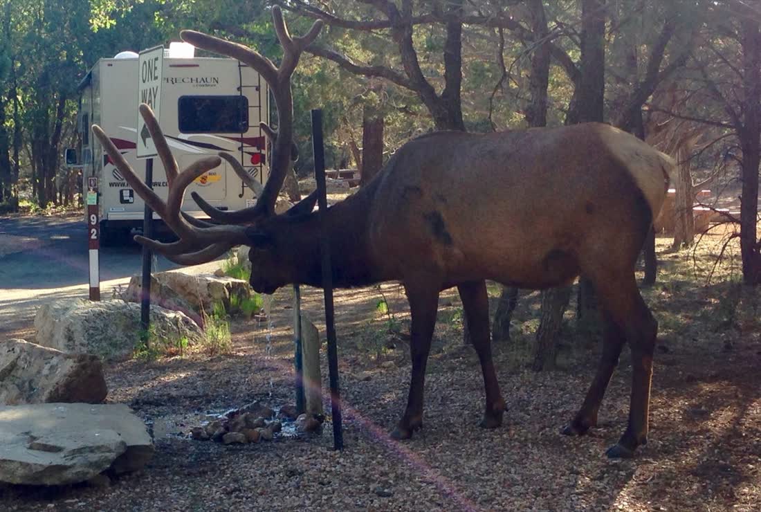 Wapiti-hert naast de camper op de camping, het westen van Amerika