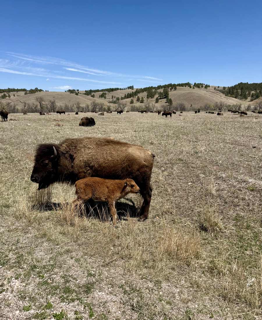 Bizons met een kalf in Custer State Park in South Dakota, Amerika