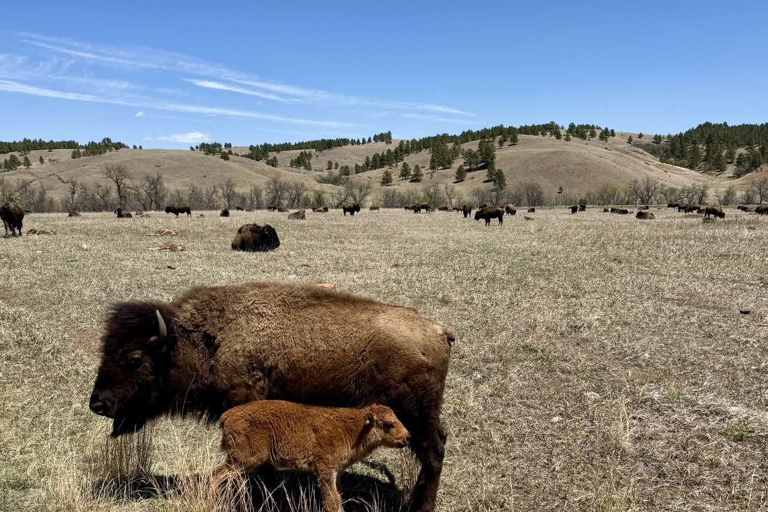 Bizons met een kalf in Custer State Park in South Dakota, Amerika