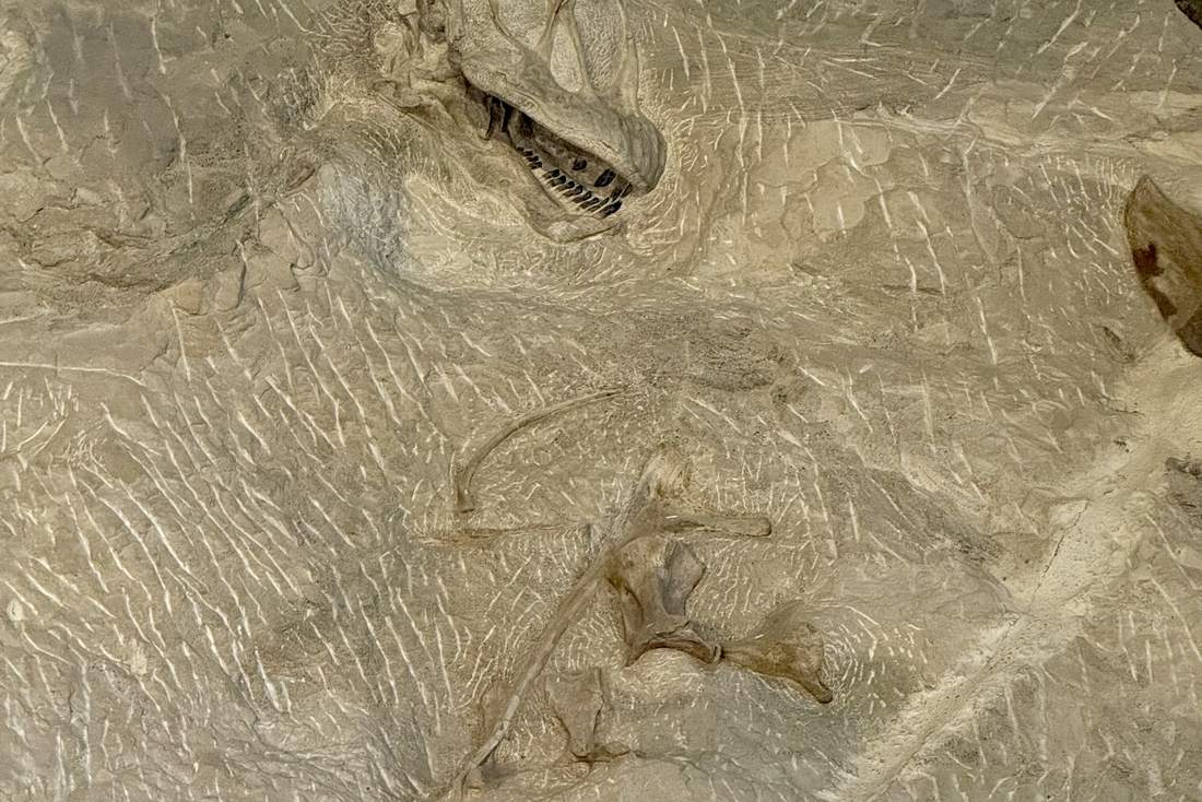 Botten van dinosauriërs in de rotswand van Dinosaur National Monument, Utah, Amerika