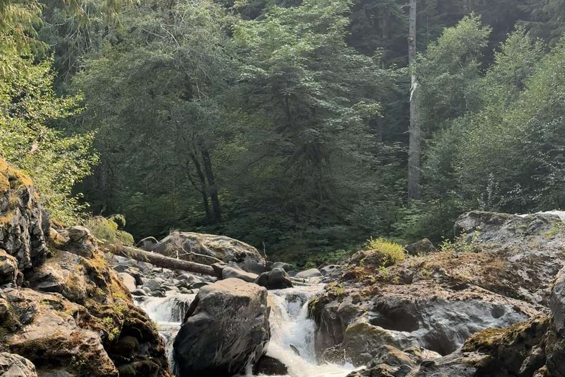 Een rivier door het bos in Olympic National Park, Washington, het noordwesten van Amerika