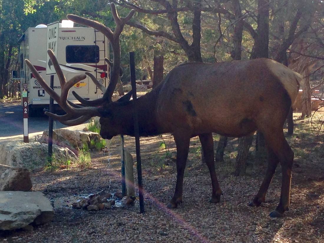 gasten op de camping bij Grand Canyon