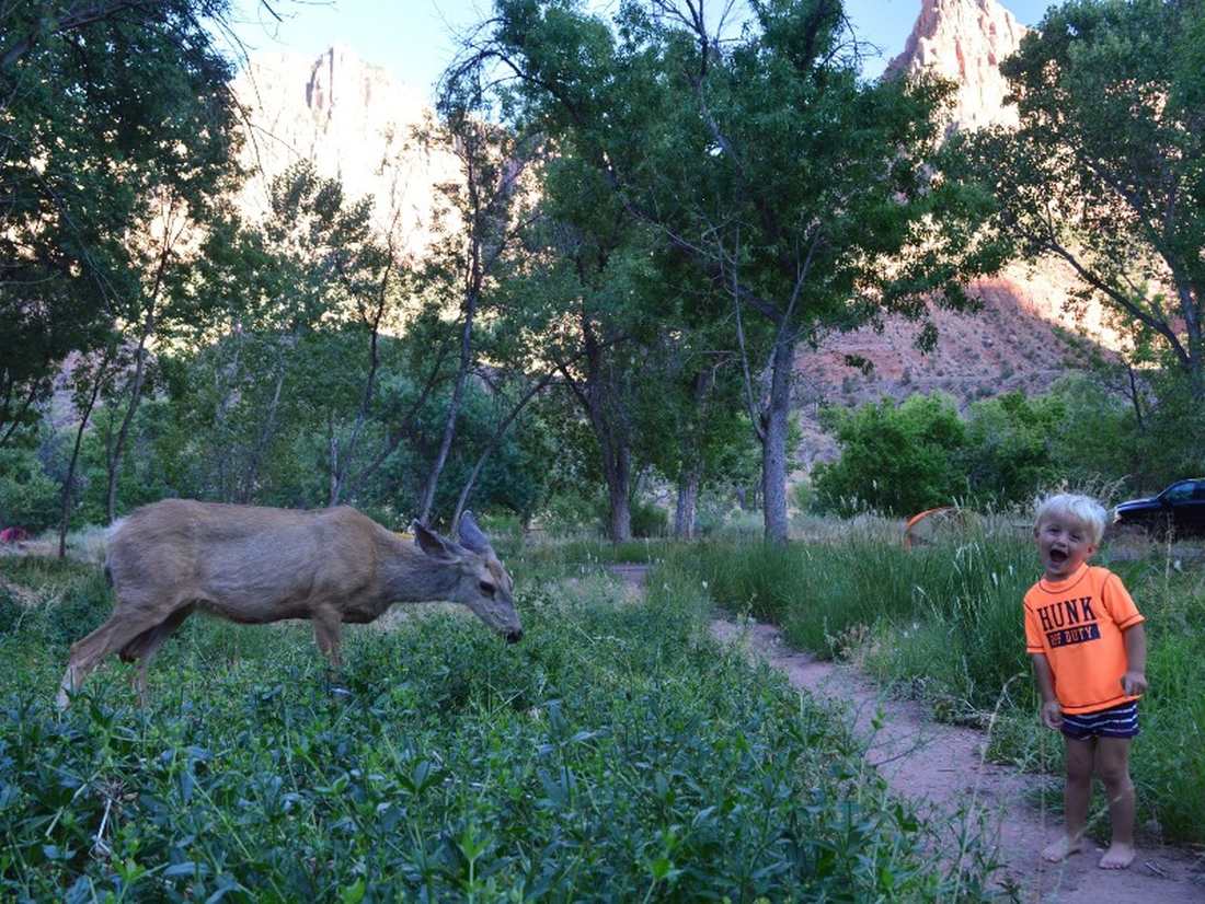 Hertjes op de camping tijdens onze rondreis Amerika met kinderen