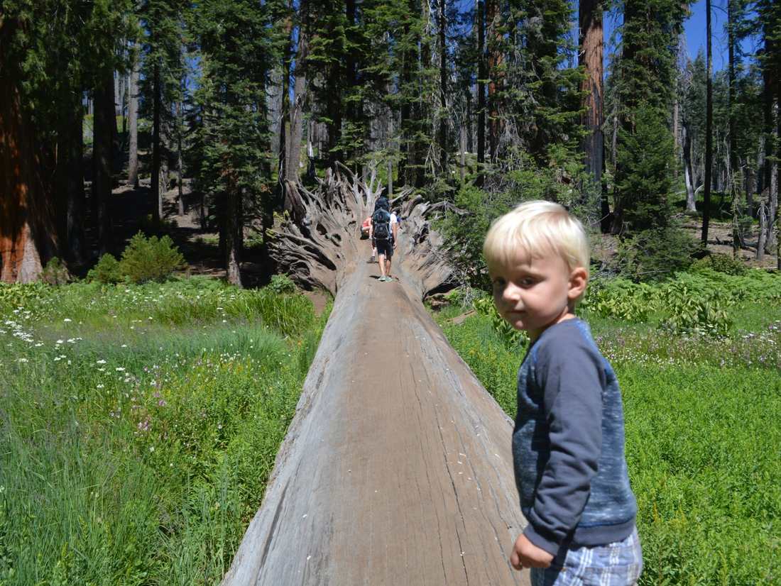 Want heb je ooit zulke grote bomen gezien?