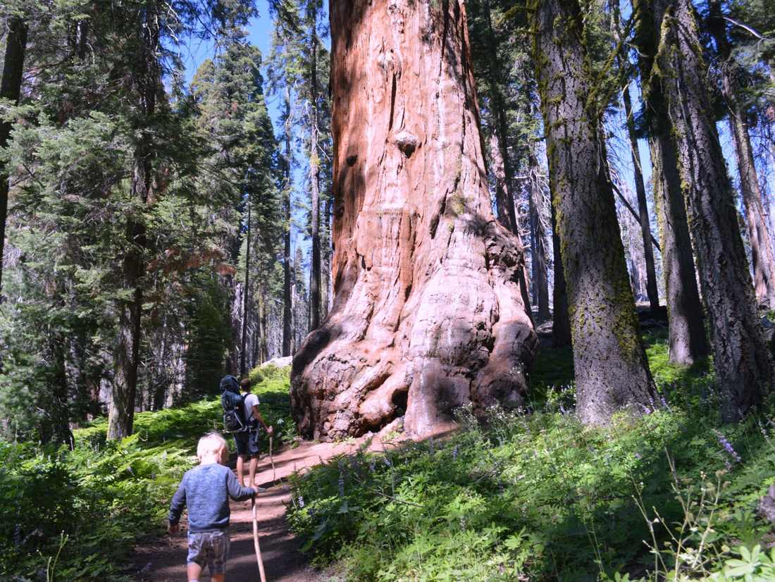 Sequoia NP met kinderen is terug naar de tijd van Bassie en Adriaan