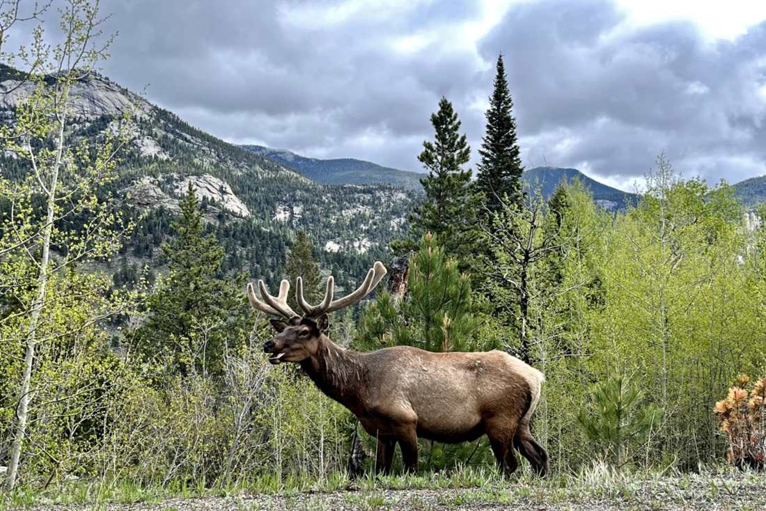 Een elk langs de weg in Rocky Mountain National Park, Colorado, Amerika