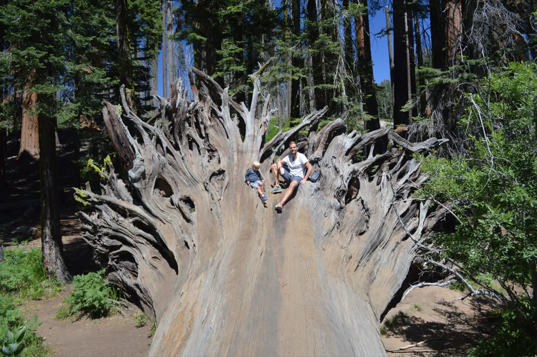 Vader en kind op een omgevallen reuzenboom in Sequoia National Park, Californië, Amerika
