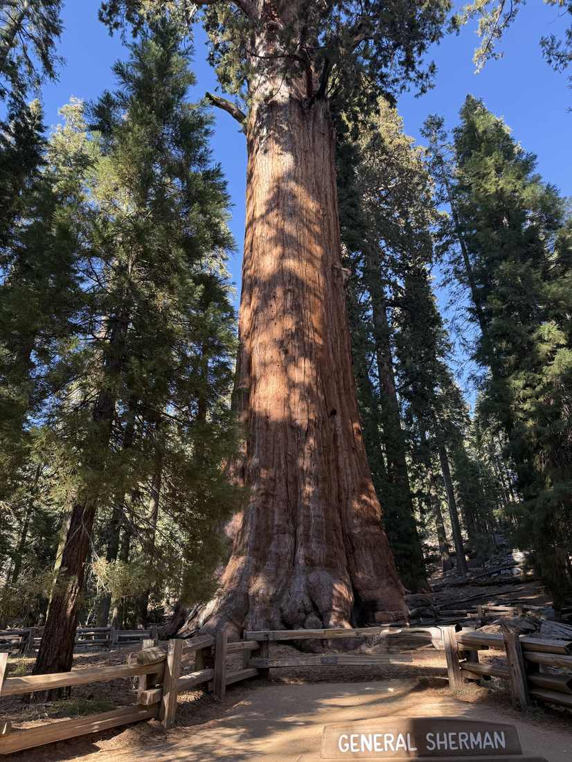 De General Sherman, de grootste boom ter wereld, in Sequoia National Park, Californië, Amerika