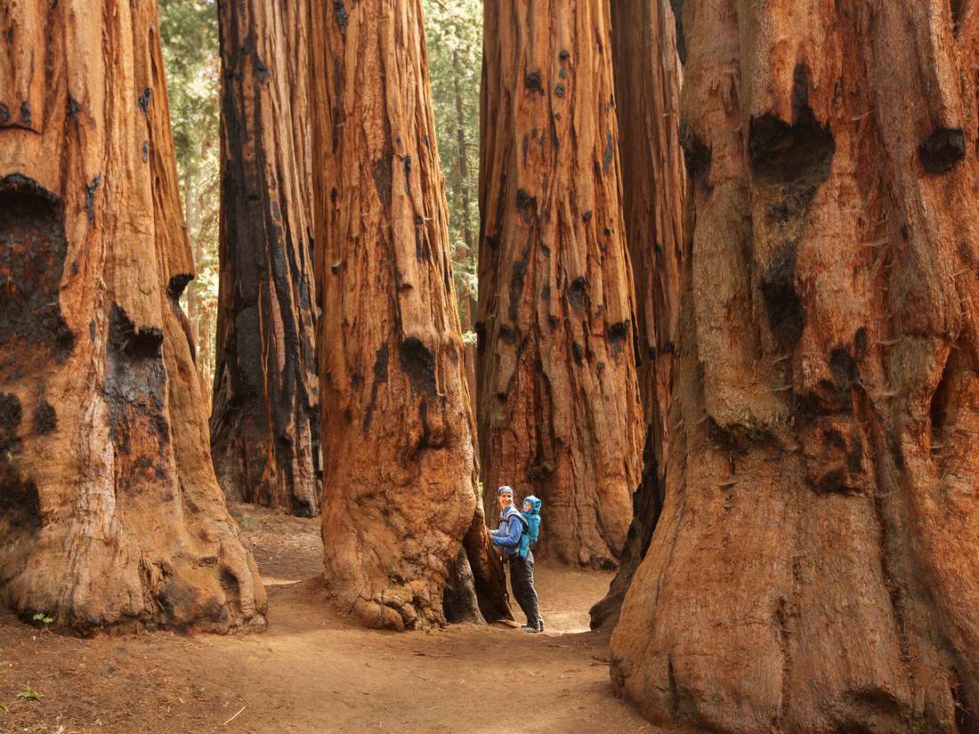 Een kind loopt tussen de reuzensequoia's, Sequoia National Park, Californië, Amerika