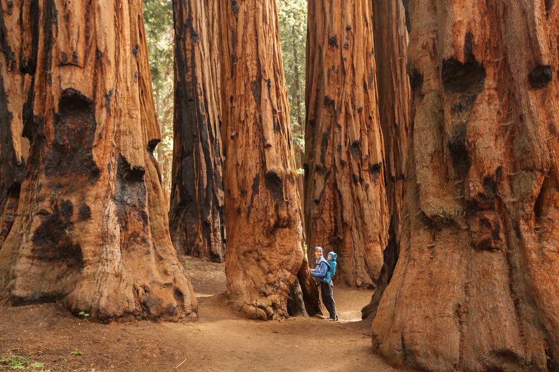 De reuzenbomen van Sequoia National Park, Californië, Amerika