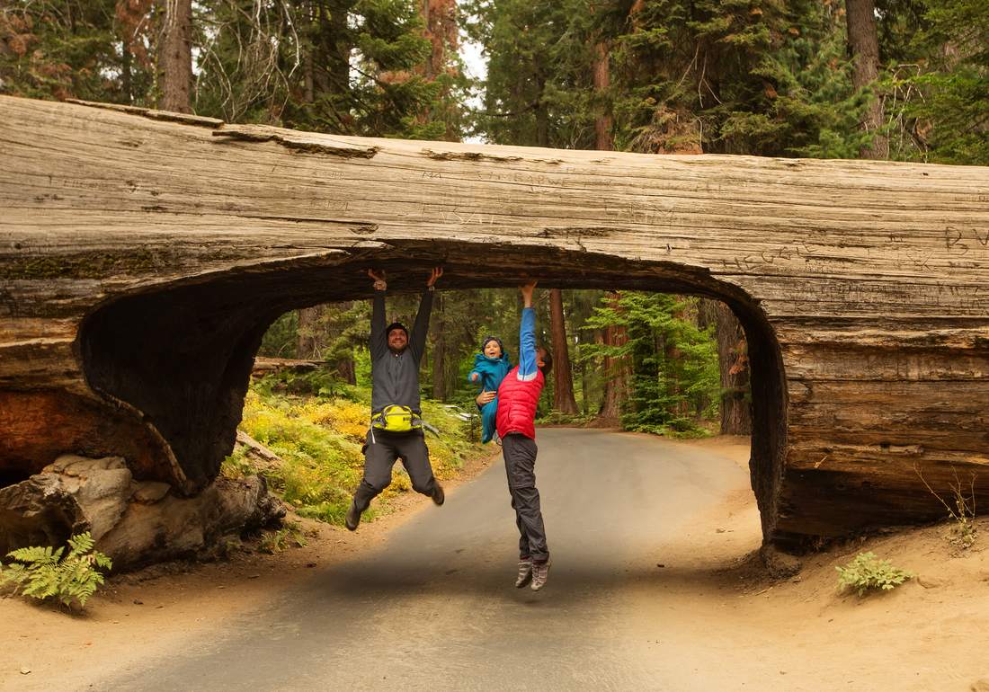 Een vader en twee kinderen springen onder een omgevallen reuzensequoia in het bos van Sequoia National Park, Californië, Amerika