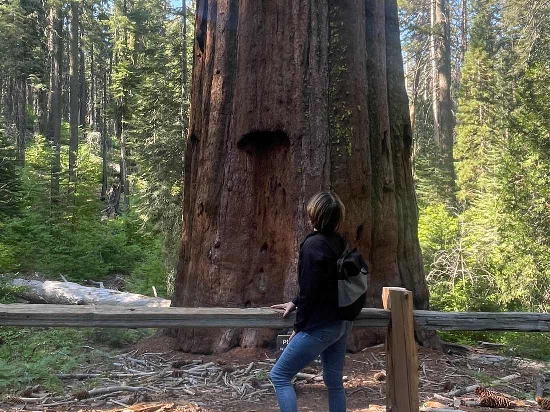 Een vrouw kijkt omhoog naar een reuzensequoia in Sequoia National Park, Californië, Amerika