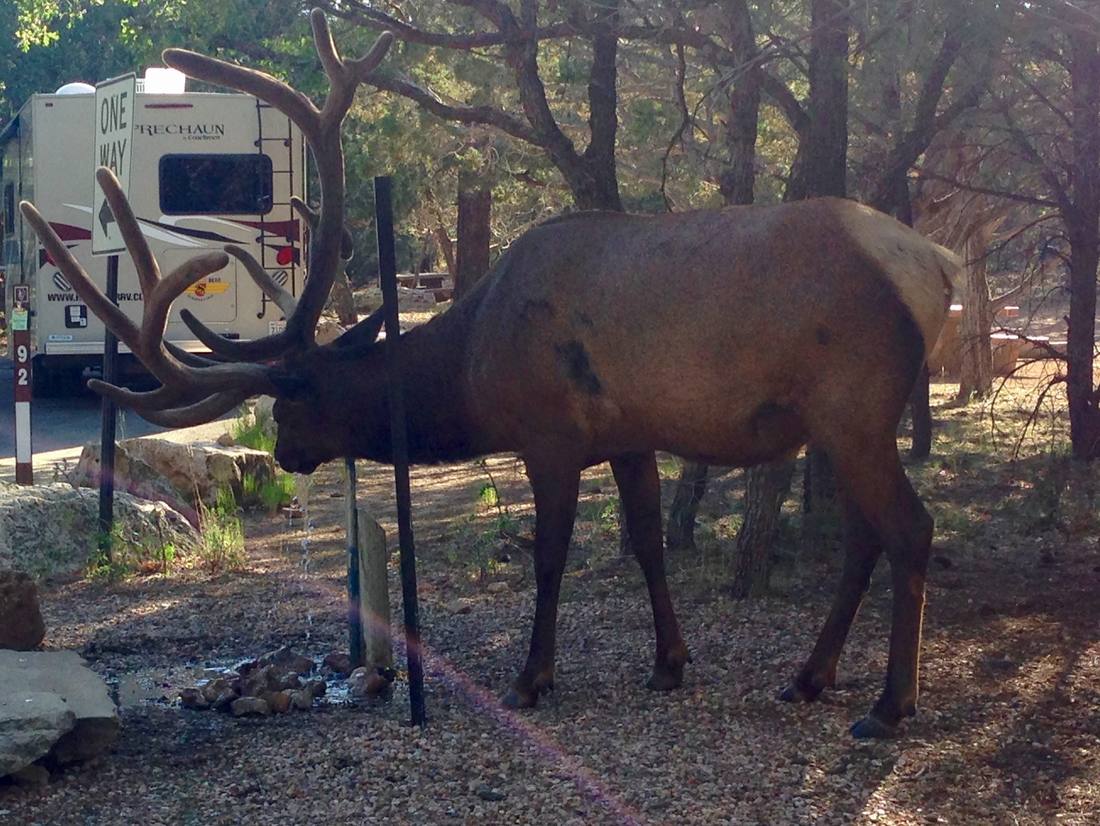 Een wapiti met een groot gewei naast de camper op een camping in Amerika