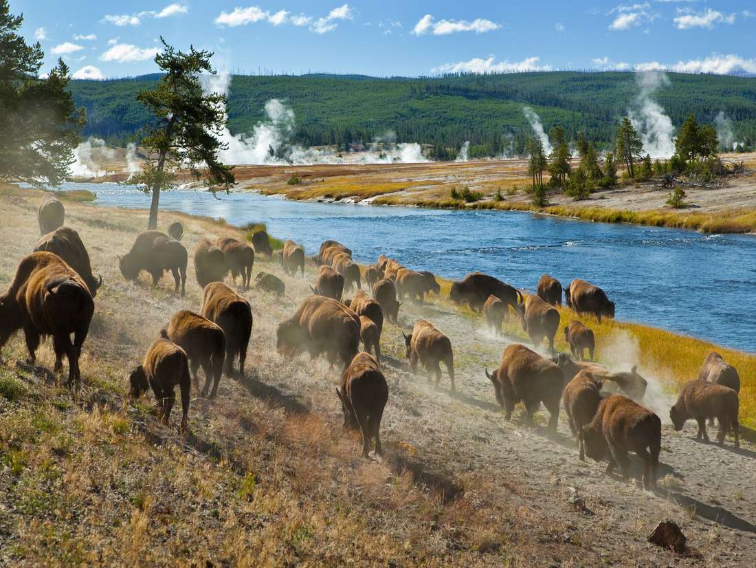 Een kudde bizons bij de dampende bronnen van Yellowstone, Wyoming, Amerika