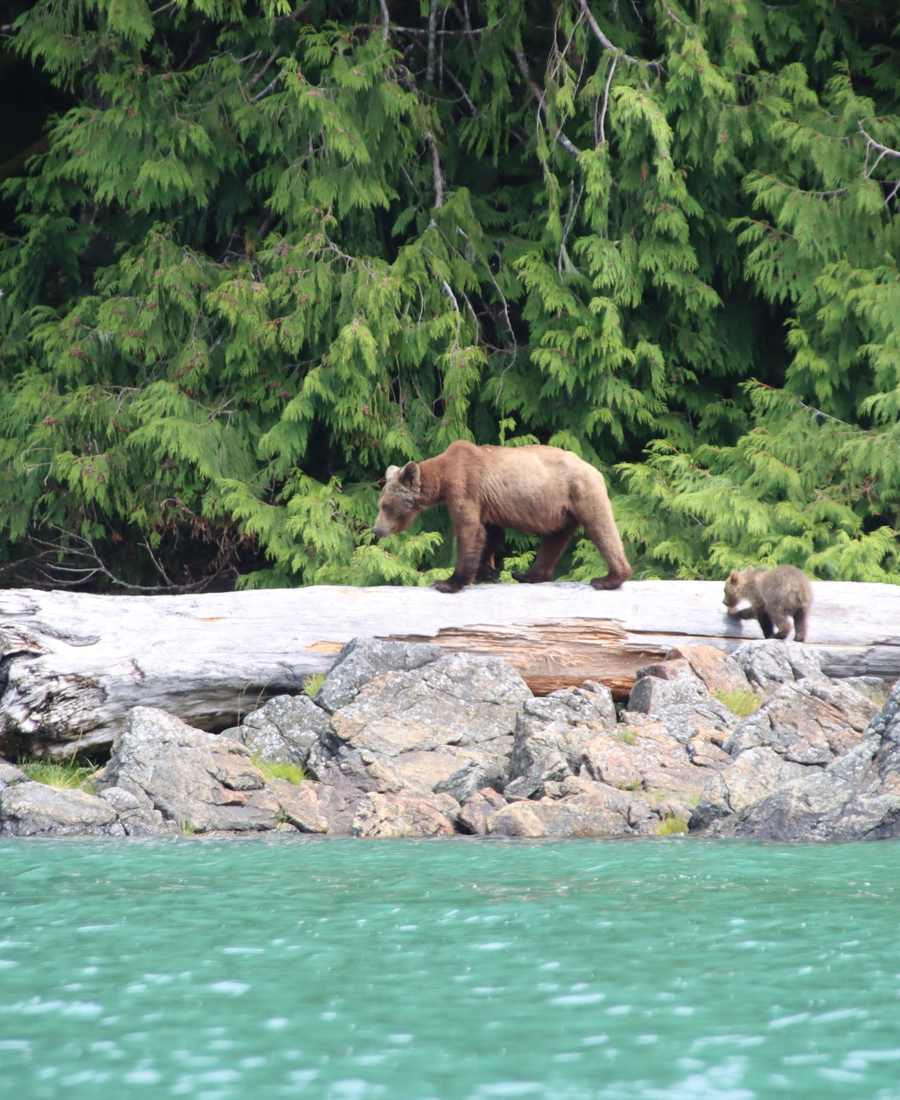 Een beer met een jong op de rotsen langs de kust, British Columbia, West-Canada