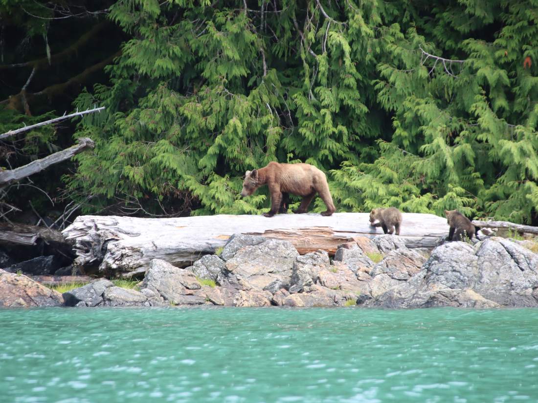 Een beer met een jong op de rotsen langs de kust, British Columbia, West-Canada