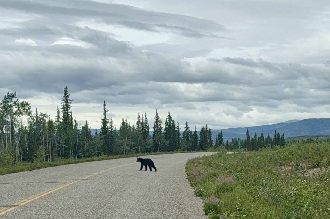 Een zwarte beer steekt de weg over voor de camper, West-Canada