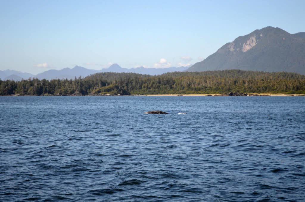 Whale watching, Vancouver Island, British Columbia, West-Canada
