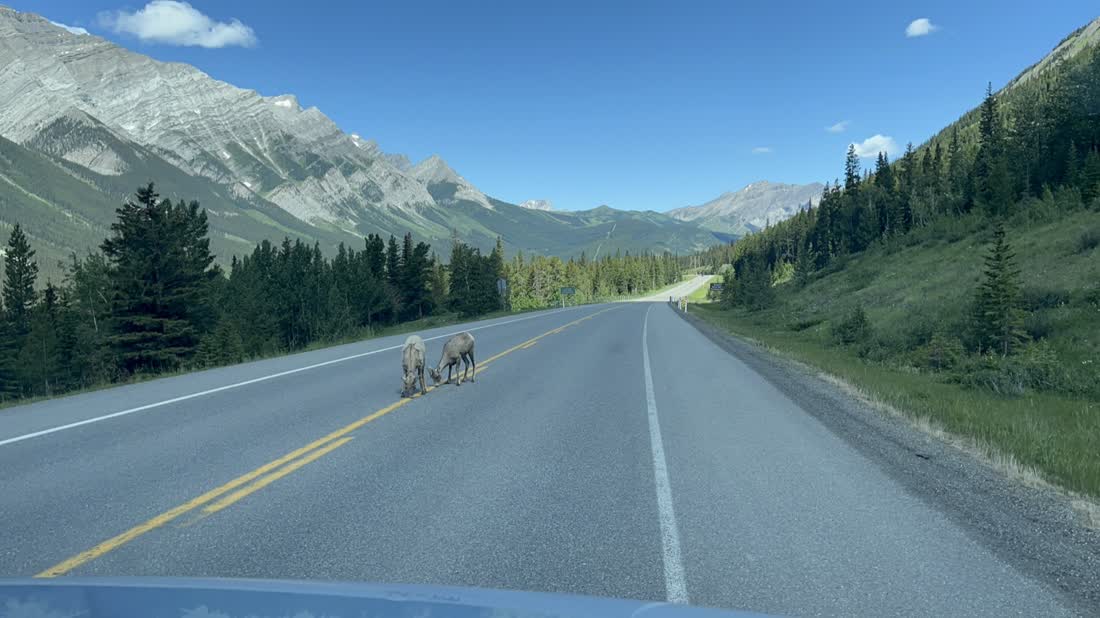 De weg door Peter Lougheed Provincial Park, met bergschapen op de rijbaan, Alberta, West-Canada