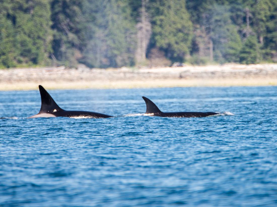 Twee orka's voor de kust van Vancouver Island, British Columbia, West-Canada
