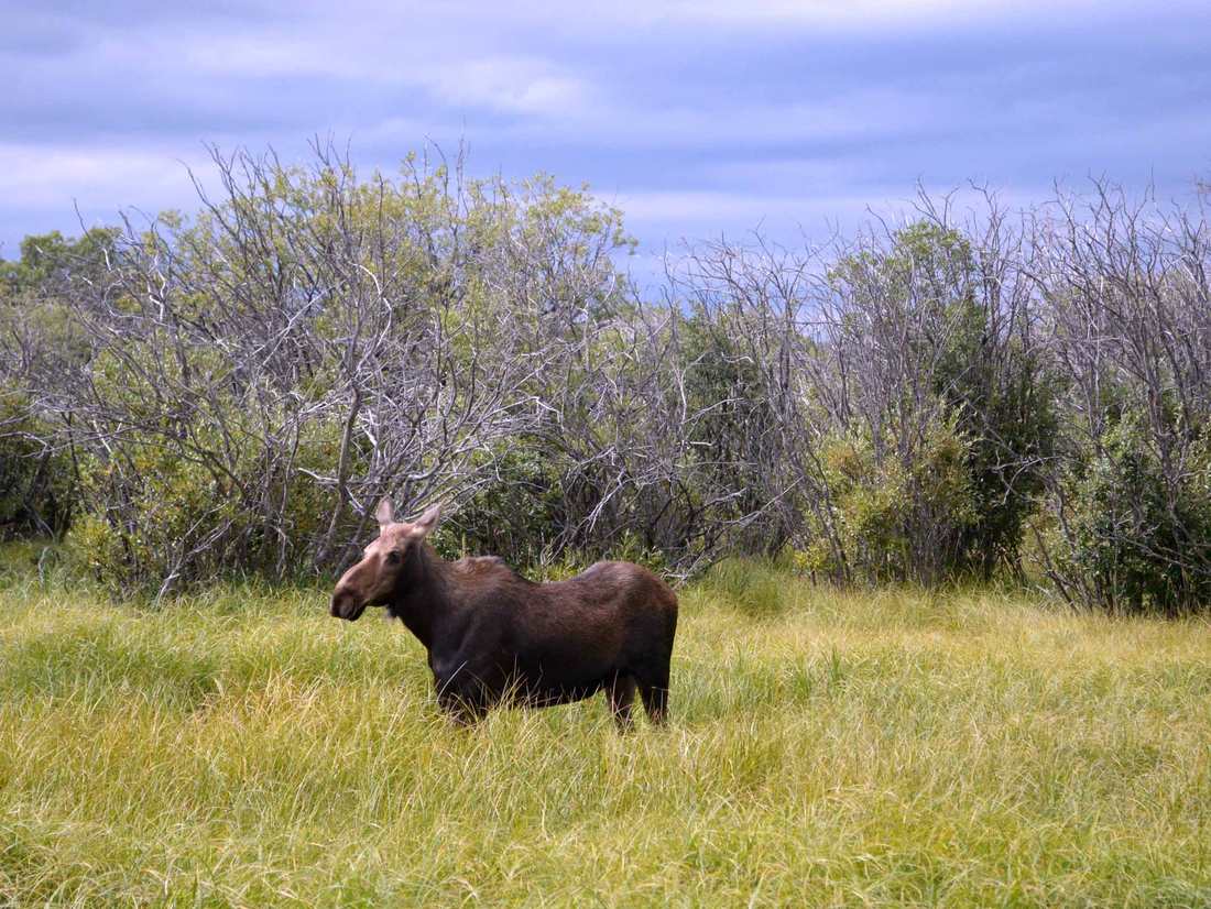 We spotten deze Moose bij Waterton NP