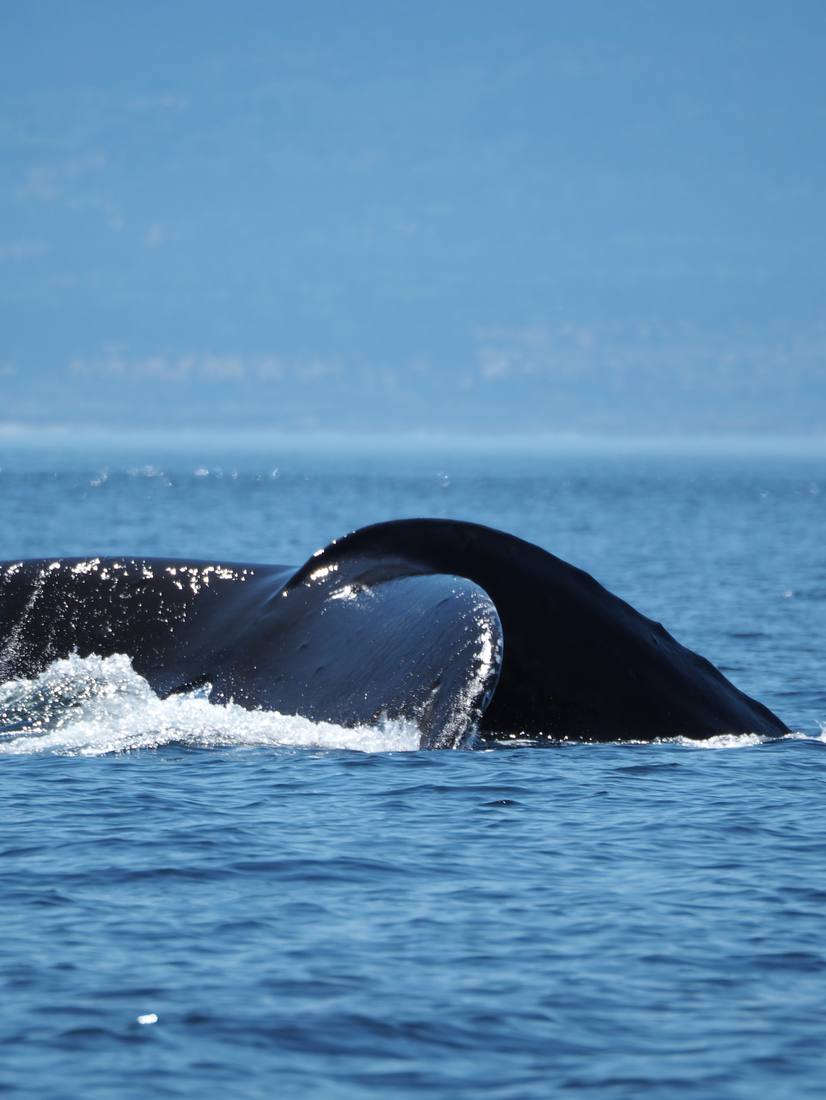 De staart van een walvis voor de kust van Vancouver Island, British Columbia, West-Canada