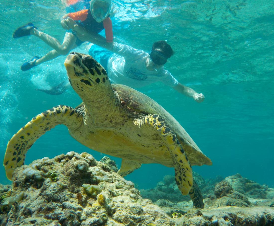 Snorkelen bij een zeeschildpad boven het rif, Indonesië