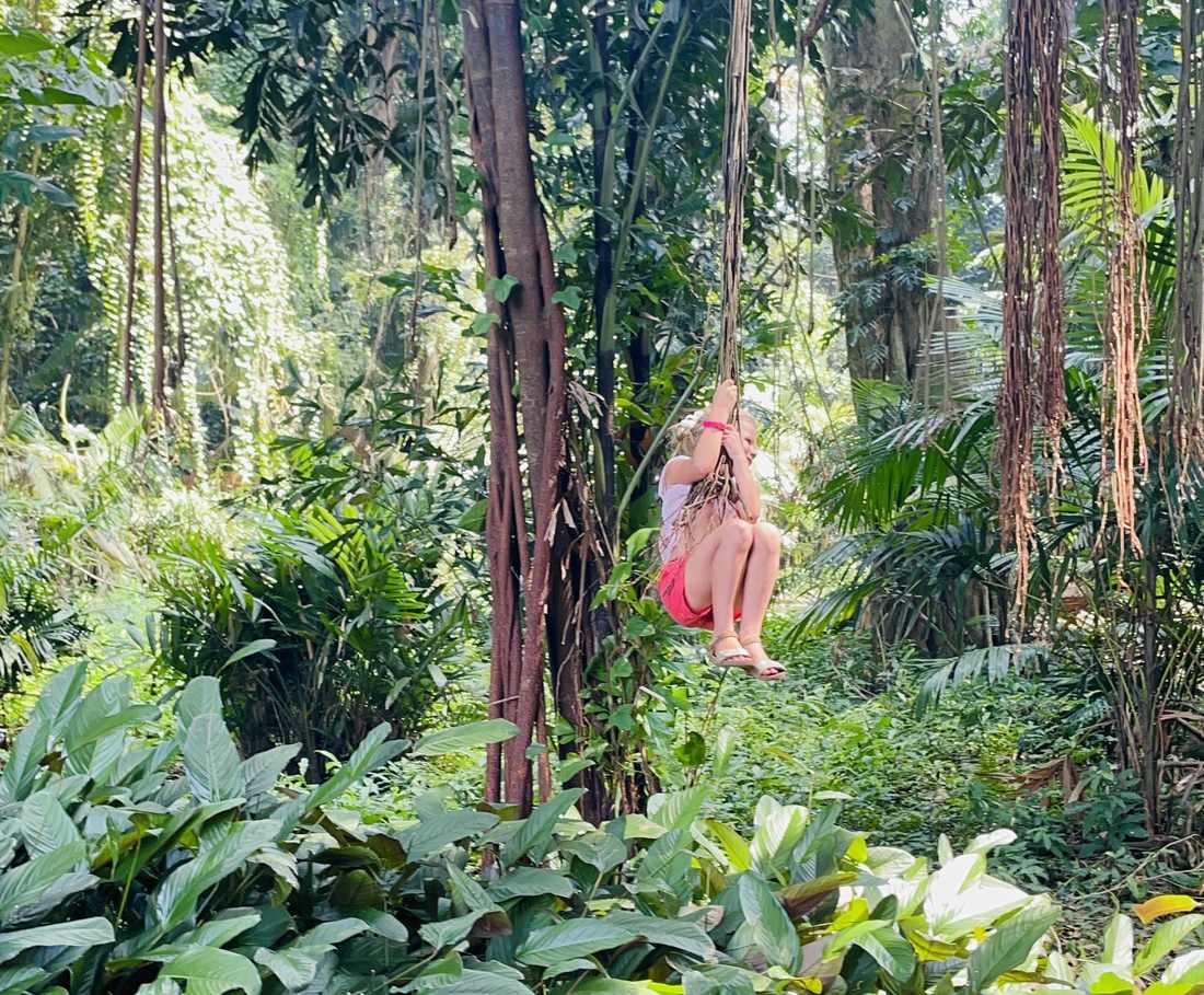 Een reizigster slingert aan een liaan in de botanische tuin van Bogor, Java, Indonesië