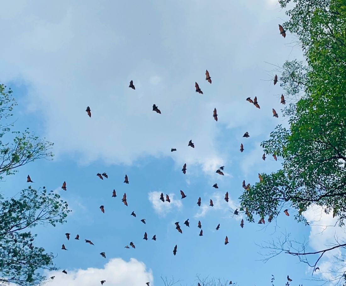 Vliegende honden vliegen boven de boomtoppen van de botanische tuin in Bogor, Indonesië