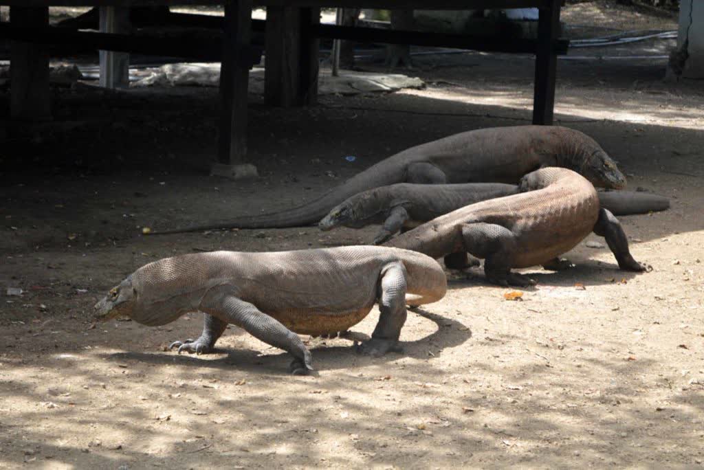 Komodo eiland, Indonesië
