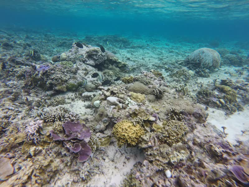 Snorkelen met een zeeschildpad in helder blauw water, bij Lombok, Indonesië