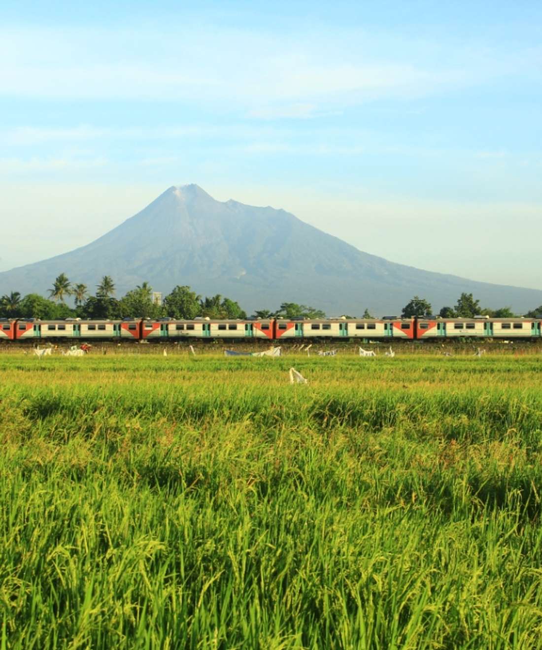 De trein rijdt door de groene rijstvelden van Java met een vulkaan erachter, Indonesië