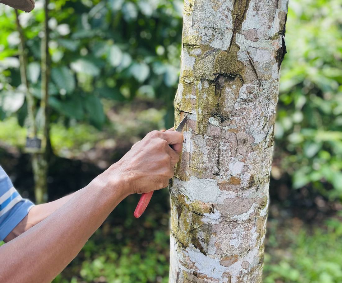 De gids snijdt de bast van een kaneelboom open op de plantage bij Kalibaru, Indonesië