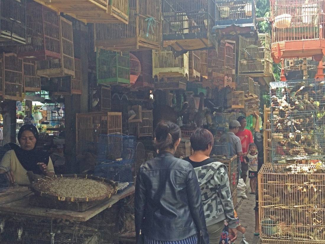 we bezoeken de vogeltjesmarkt als we in Yogyakarta met kinderen zijn. Aanrader..? Nope!