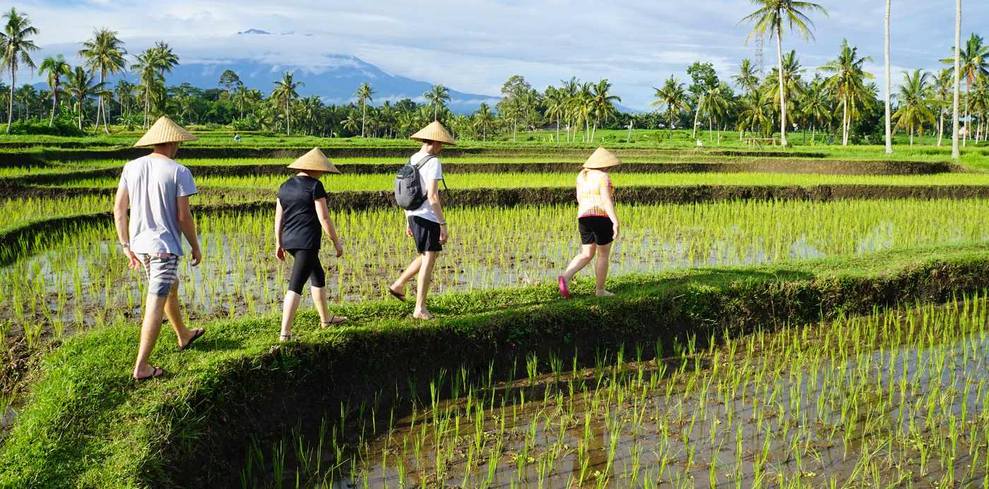 Vier reizigers met puntmutsen lopen achter elkaar over het dijkje door de rijstvelden, Indonesië