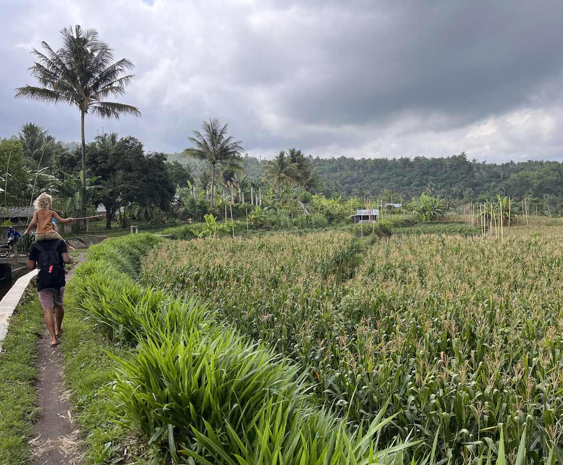 Een smal pad loopt tussen de hoge rijstvelden door bij Senaru op Lombok, Indonesië