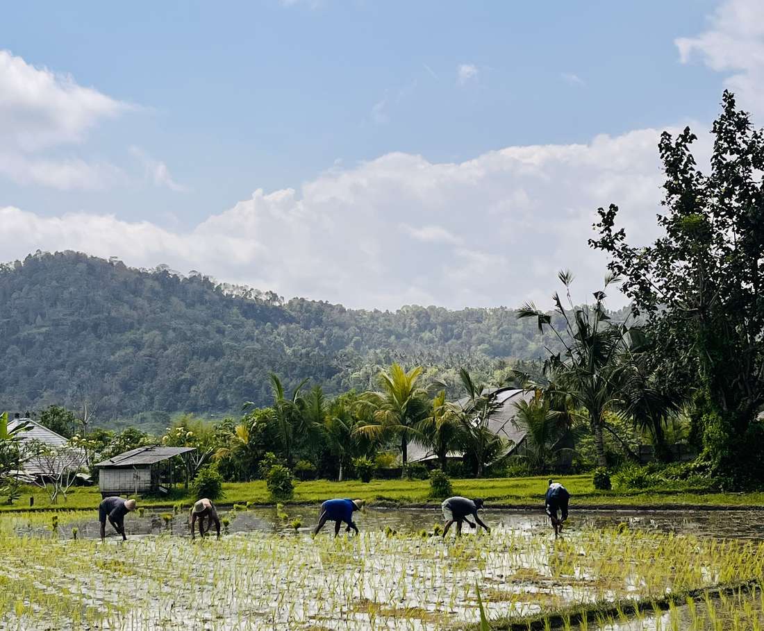 Boeren werken in de ondergelopen rijstvelden in de vallei van Sidemen, Bali