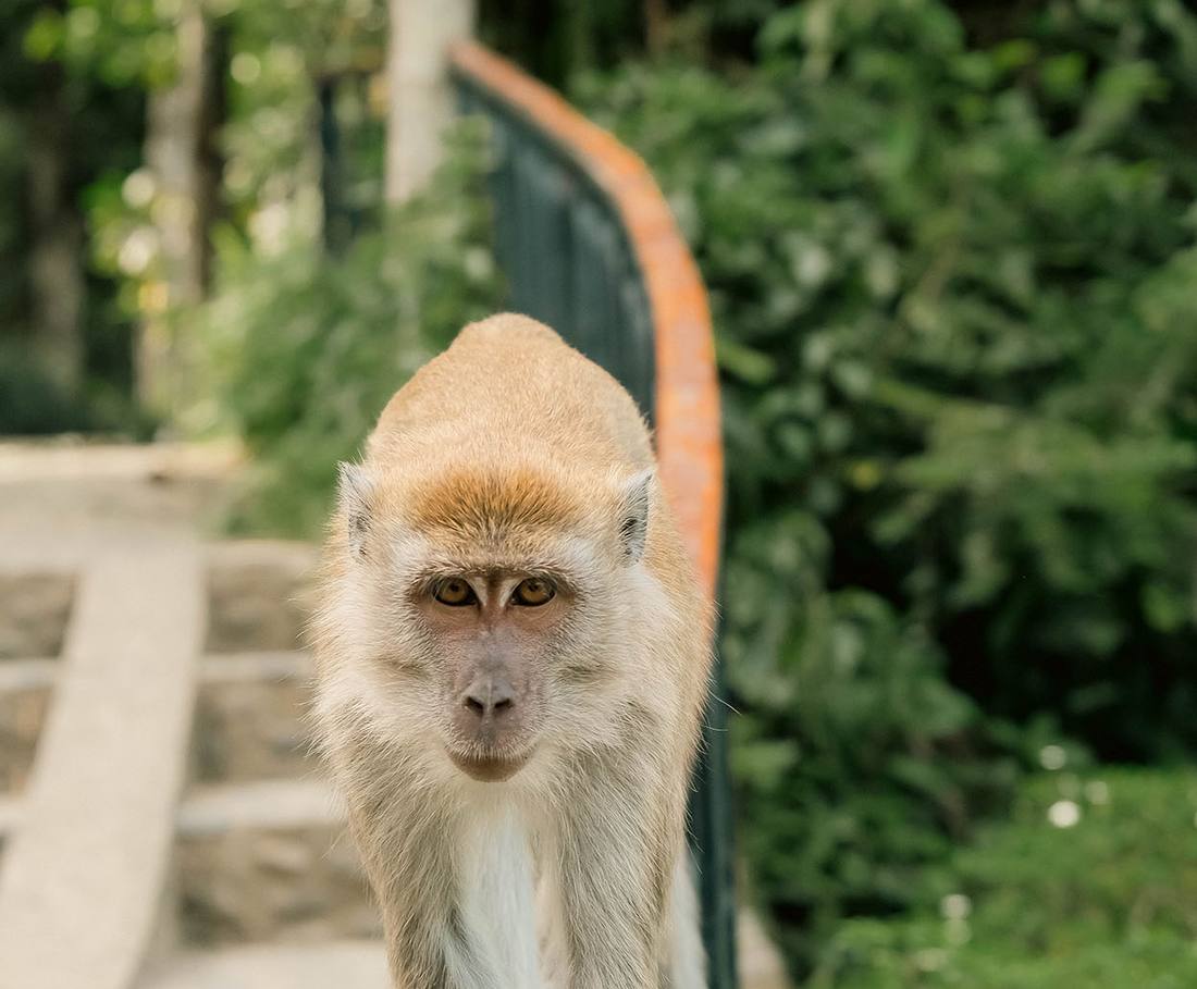 Een makaak op het terrein van de ecolodge bij Bukit Lawang op Sumatra, Indonesië