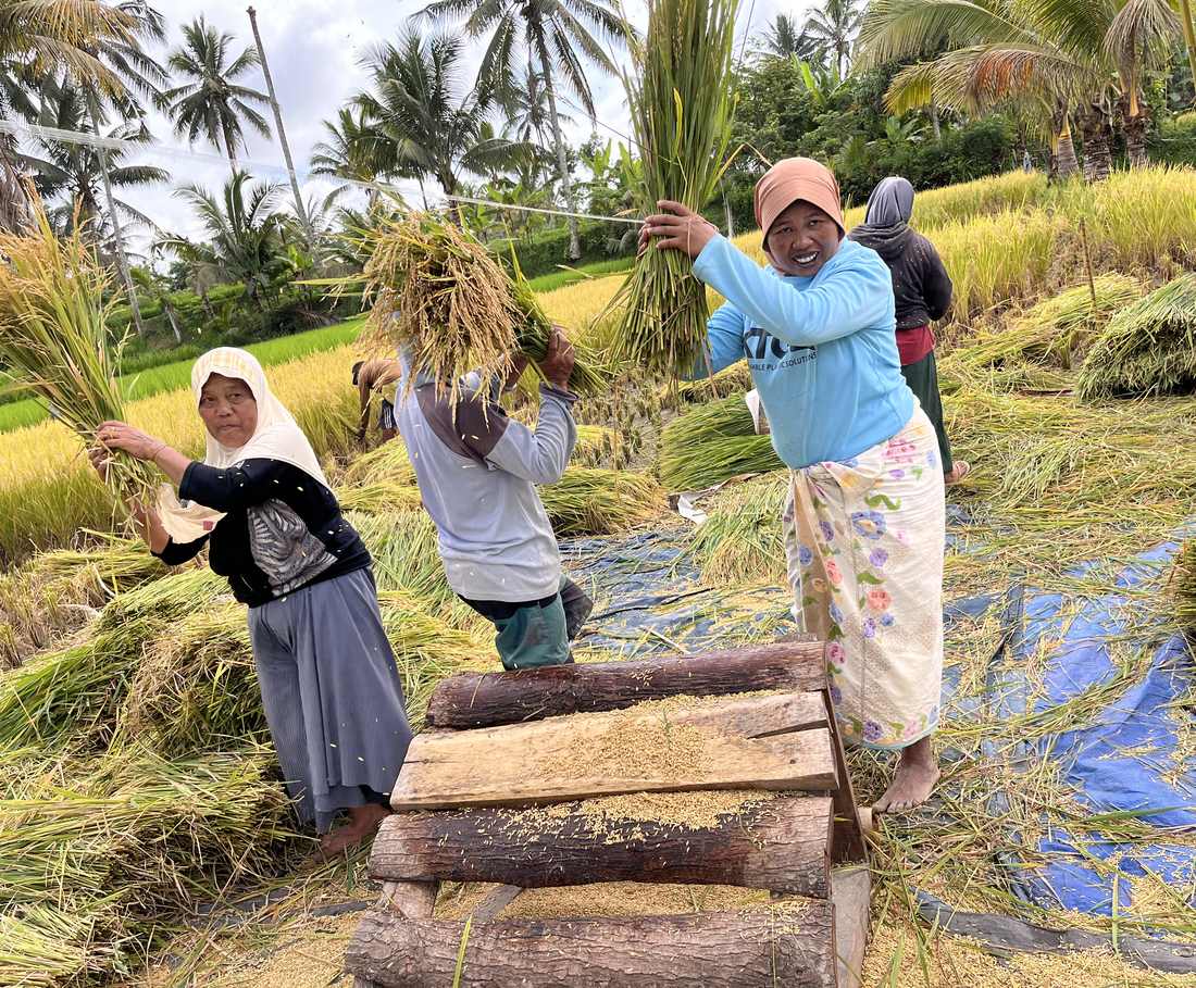 Dorpelingen dorsen de rijst op een houten rek midden in het veld bij Tetebatu, Lombok