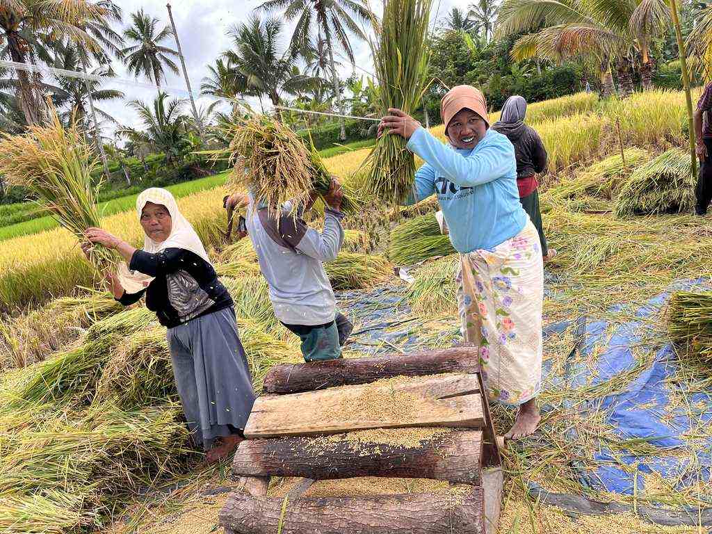 Vrouwen halen de rijstoogst binnen in de velden bij Tetebatu op Lombok, Indonesië