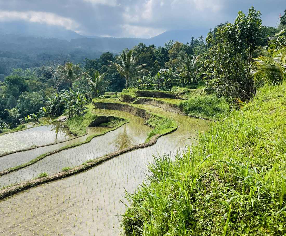 Rijstterrassen in het binnenland van Bali, Indonesië
