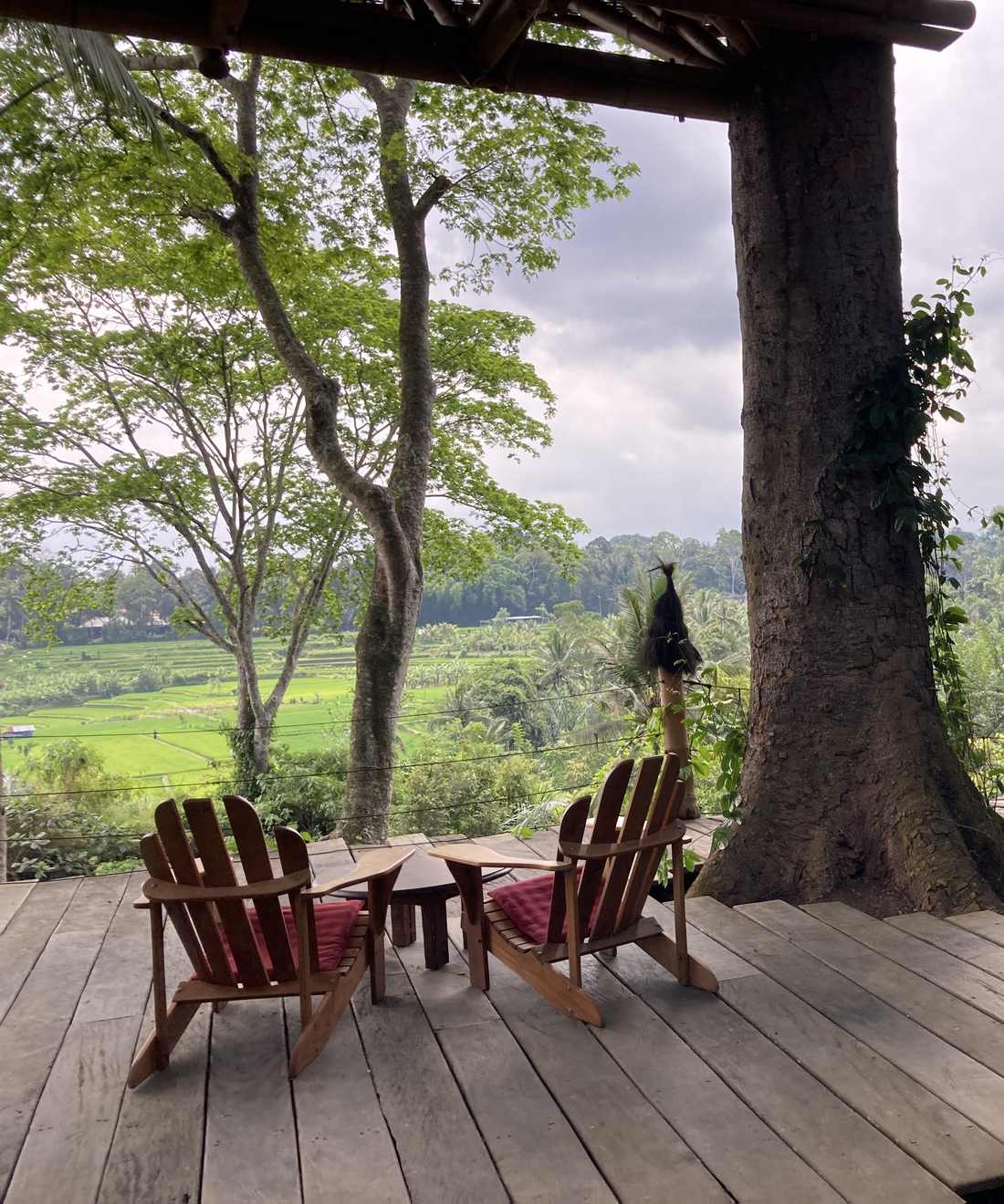 Twee houten stoelen op een terras onder een grote boom met uitzicht over de rijstvelden bij Ubud, Bali