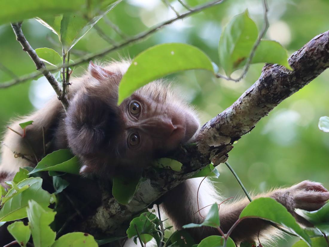 Borneo met kinderen - aap
