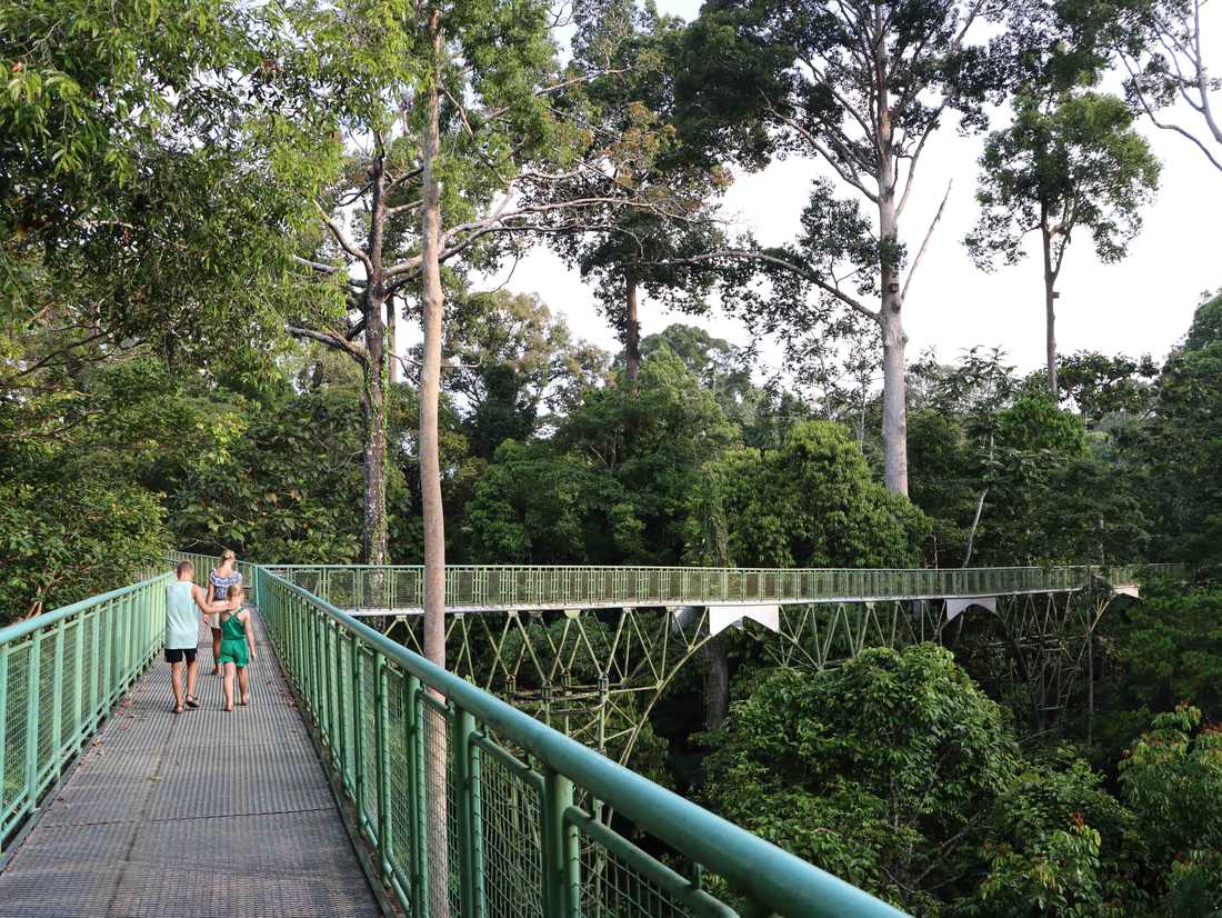 Borneo met kinderen - hangbrug in de jungle