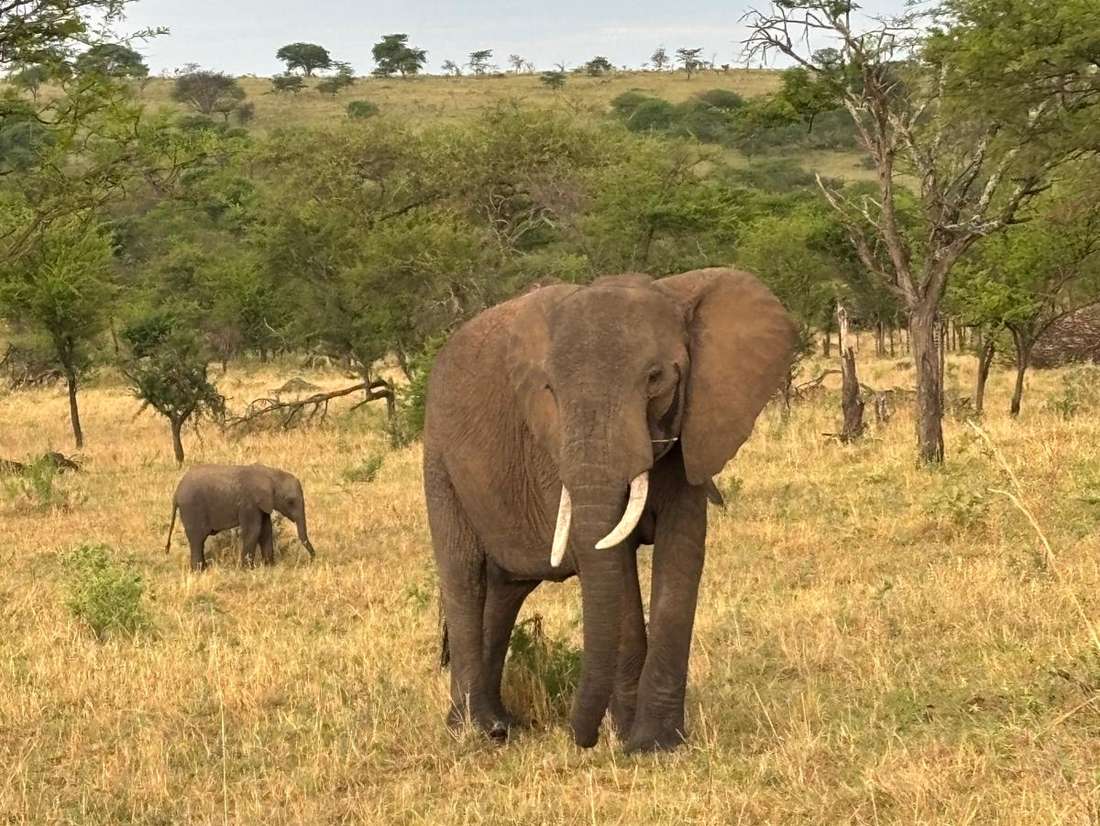 De Grote Trek in Tanzania; olifanten met jongen