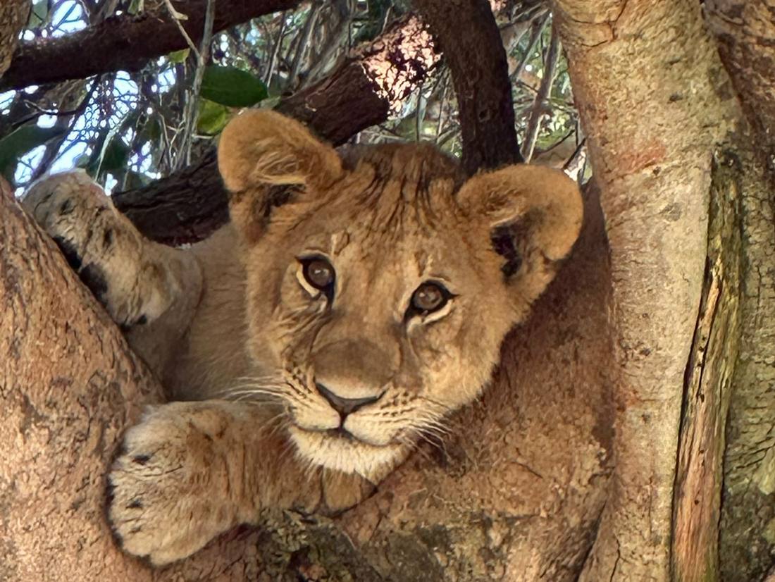 Tijdens je safari in Tanzania; leeuwen met welpen