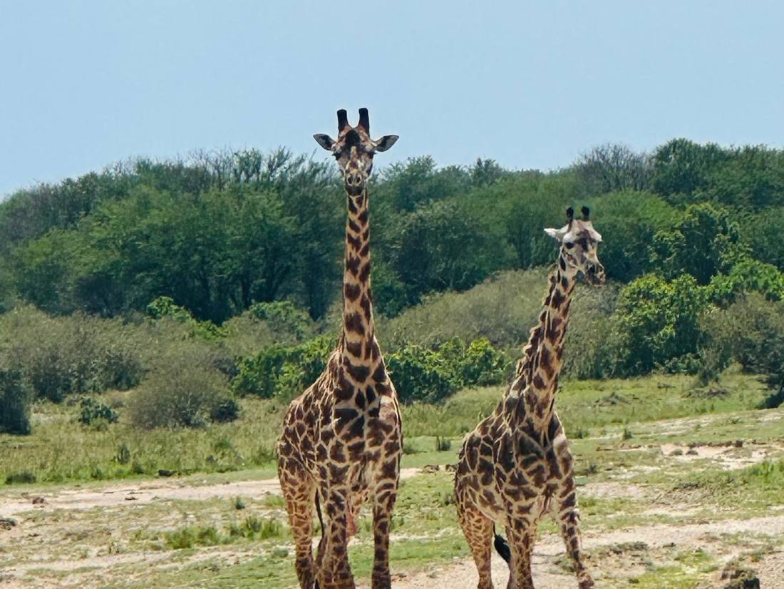 Giraffen op safari in Tanzania