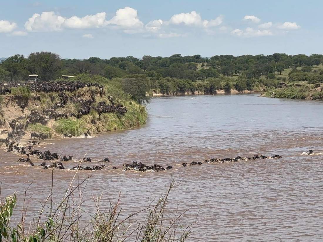 De Grote Trek in Tanzania; de oversteek