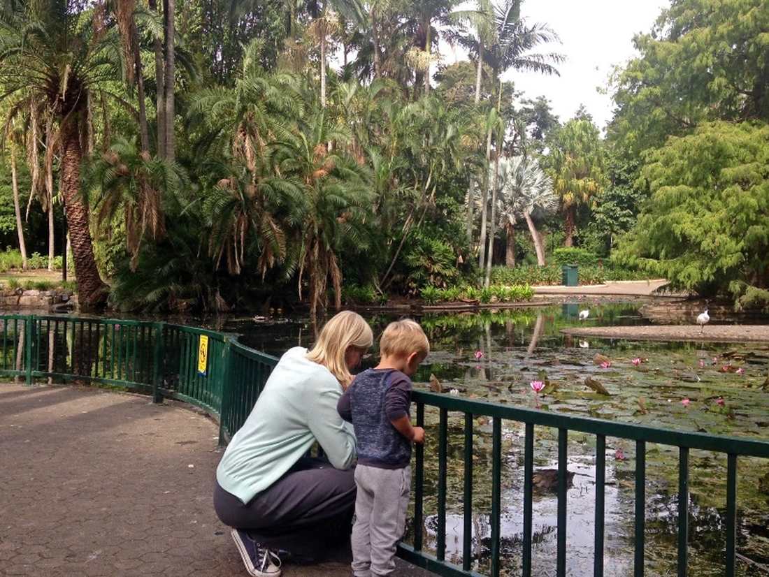 Botanische tuin in Brisbane
