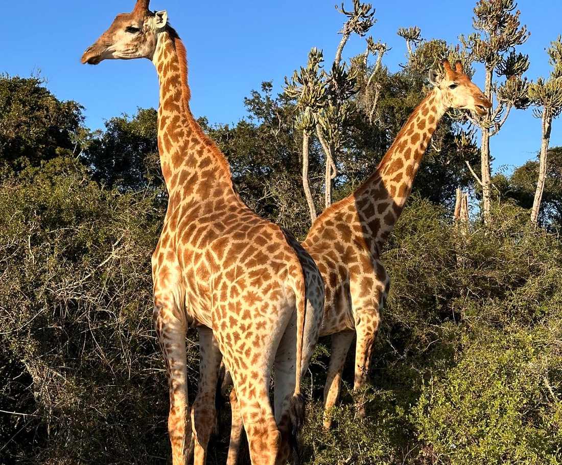 Twee giraffen in het avondlicht in een privereservaat, Zuid-Afrika